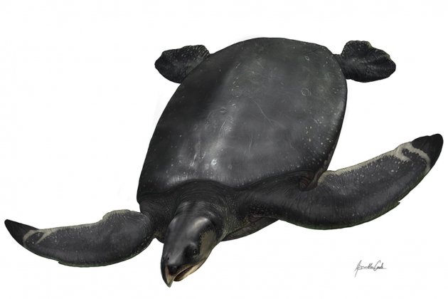 Recreacio de la tortuga marina mes grande de Europa, descubierta a Coll de Nargo / ICP