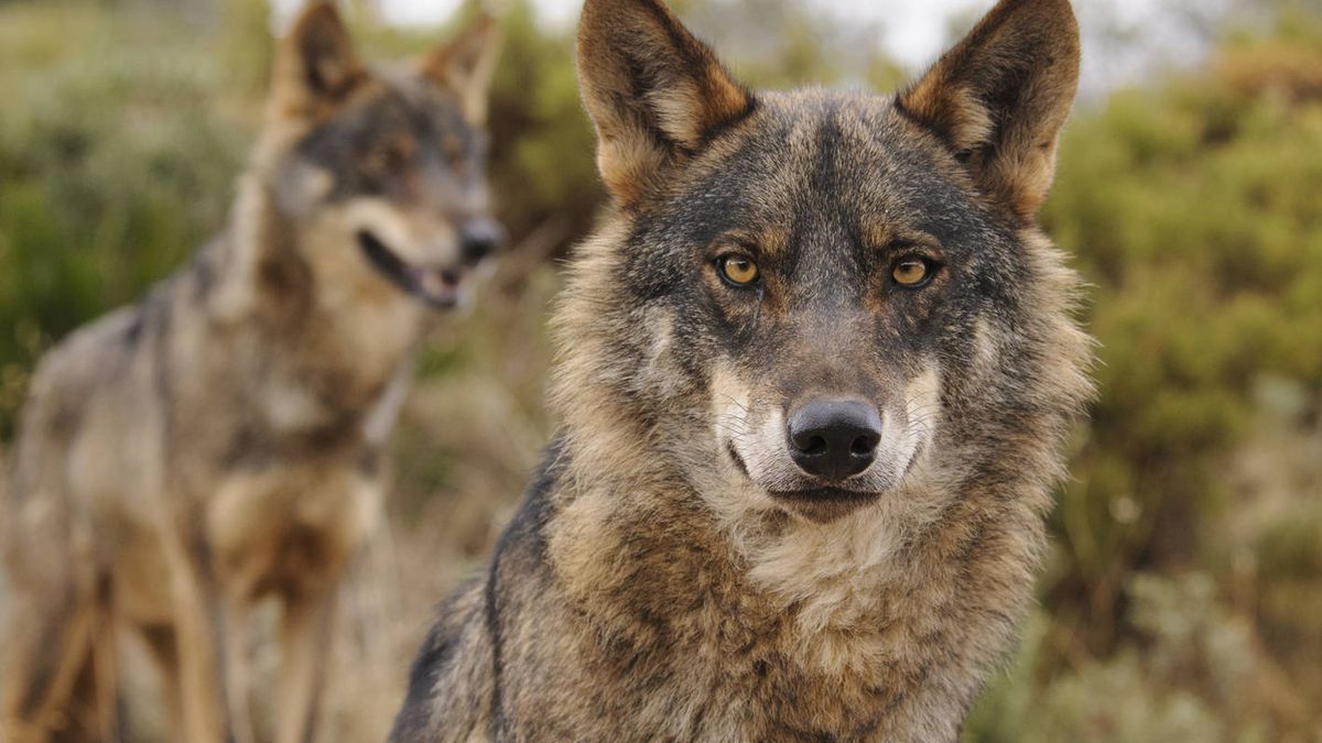 La gestió de les poblacions de llop ibèric, a debat al Parlament Europeu