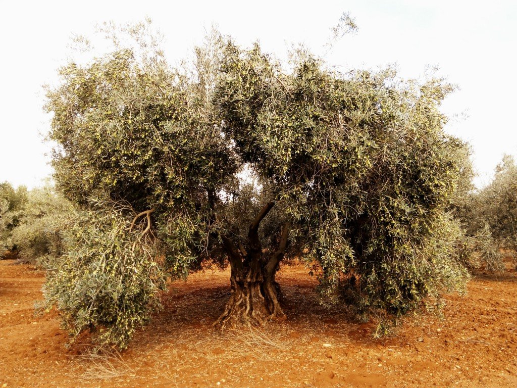 Los olivos centenarios, en peligro