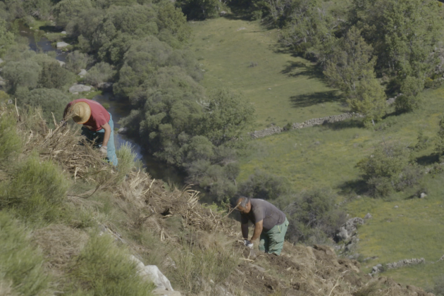 imagin ha plantado más de 340.000 árboles en zonas devastadas miedo incendios, como el Valle de Iruelas (Ávila)
