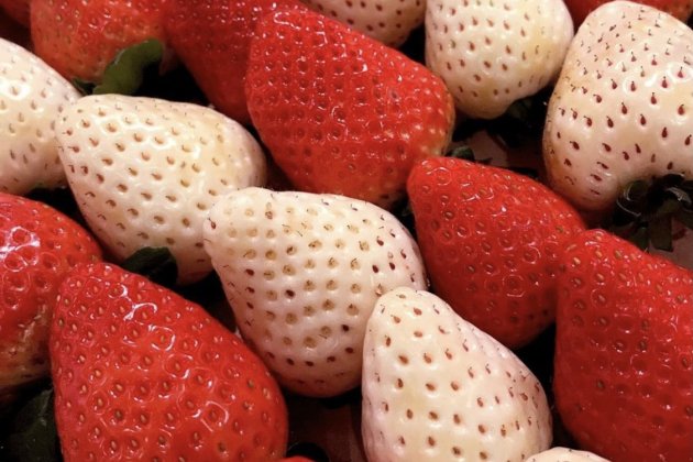 fresas