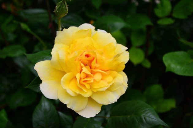 Un Sant Jordi de rosas amarillas por los Jordis? Òmnium remueve el 23  d'abril