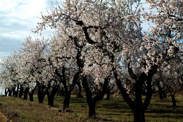 ametllers les garrigues ametllers les garrigues