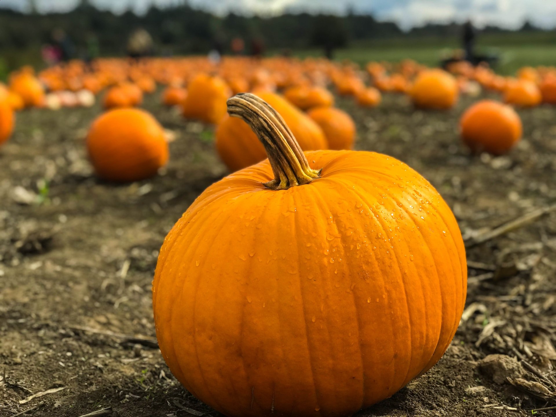 La calabaza: el ingrediente mágico para conseguir un cutis perfecto a cualquier edad