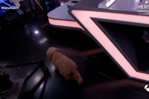 Tamara Falcó perro Antena 3