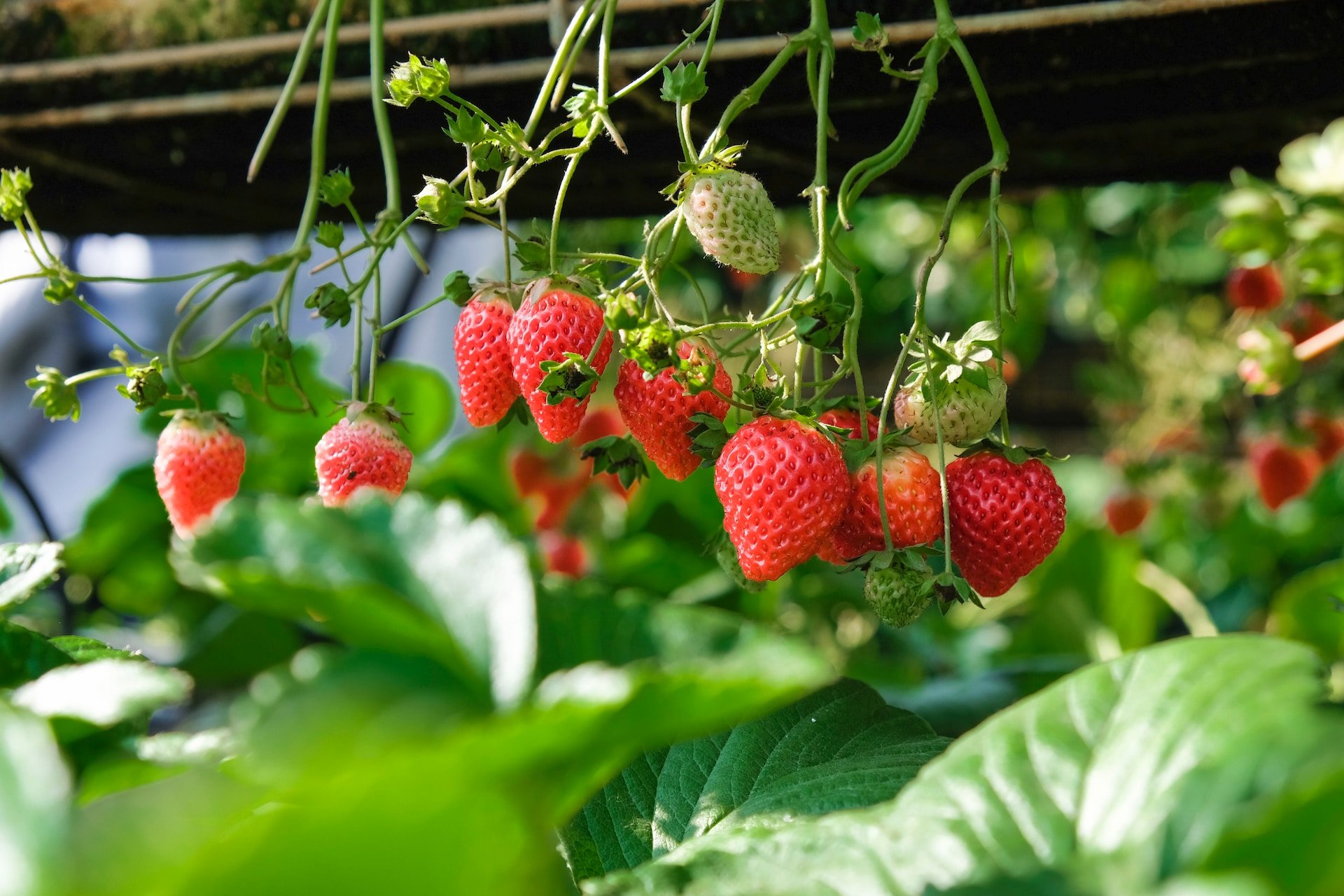 ¿Quieres que tu colesterol baje este verano? Come fresas (pero sin nata)