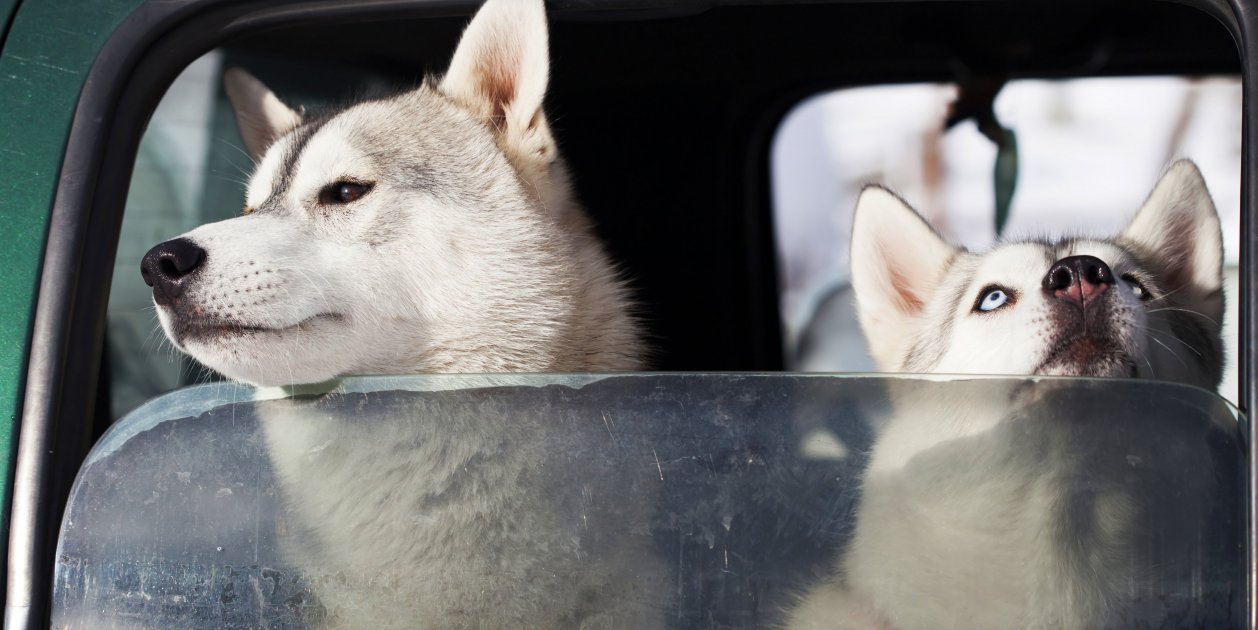 Viajar con perros en el coche. Imagen: Erika8213
