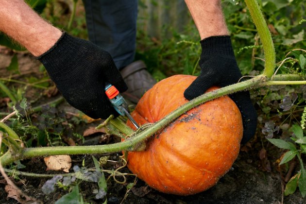 como cultivar calabaza 3