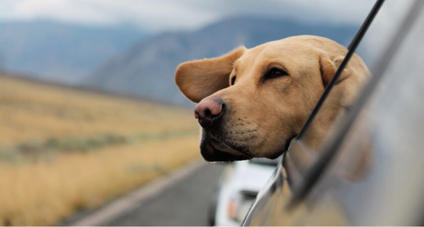 El 53% de los dueños de un perro viajará con él este verano