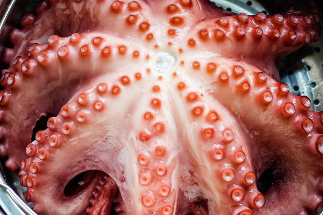 Pulpo Pulpo