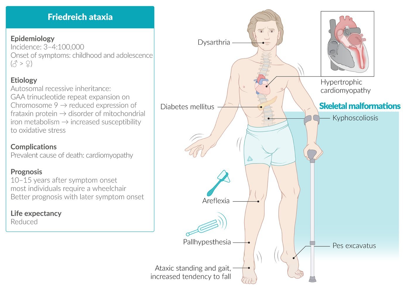 Un grupo de investigadores leridanos abre nuevas perspectivas para el estudio de la ataxia de Friedreich