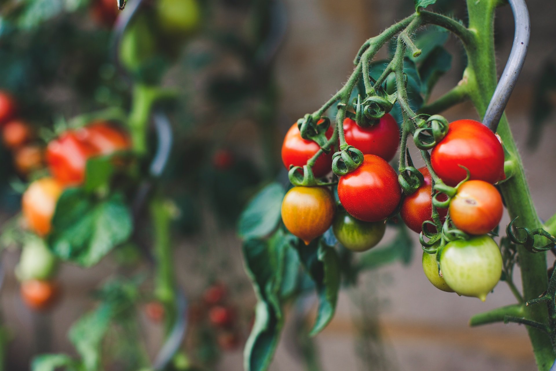 El tomàquet és una fruita o una verdura? La resposta definitiva sobre la seva classificació botànica