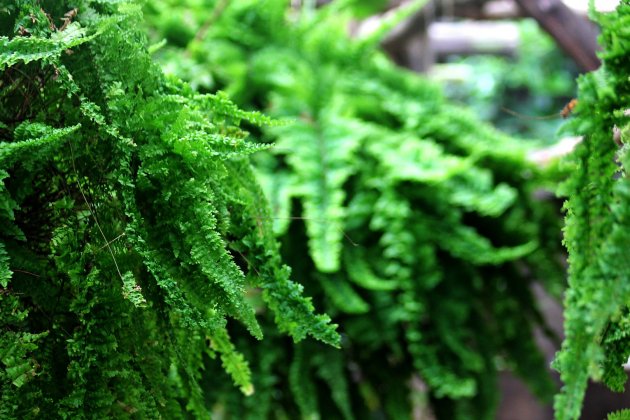 10 Plantas que pueden absorber la humedad de la casa / Genial