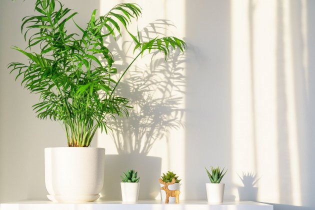 Las cuatro plantas de interiores que absorben la humedad del hogar