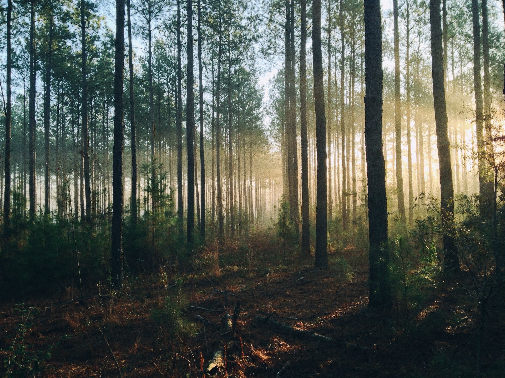 8 raons per les quals hem de protegir i preservar els nostres boscos