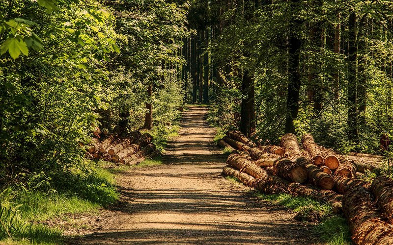 La gestió forestal, eina de futur