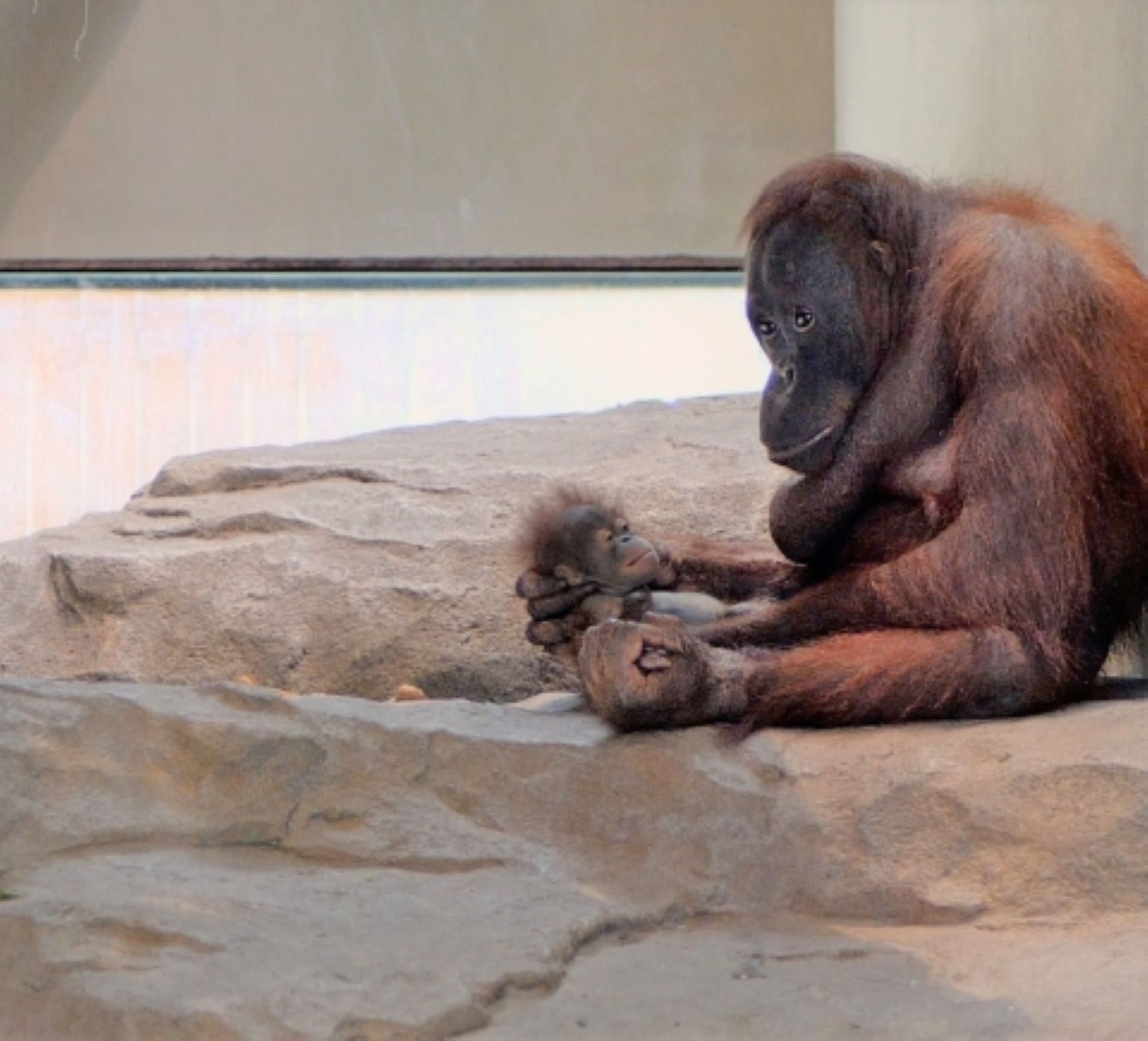 Mor una cria d'orangutan al Zoo de Barcelona