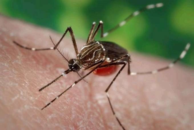 mosquit, dengue, canvi climàtic. Europa Press