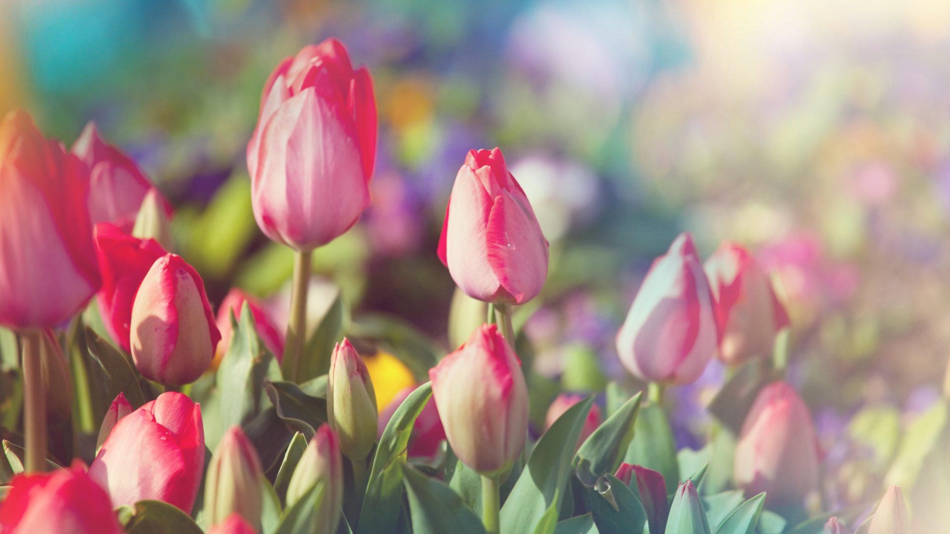 Cómo plantar tulipanes: disfruta en casa de una flor por la que se pagaron millones