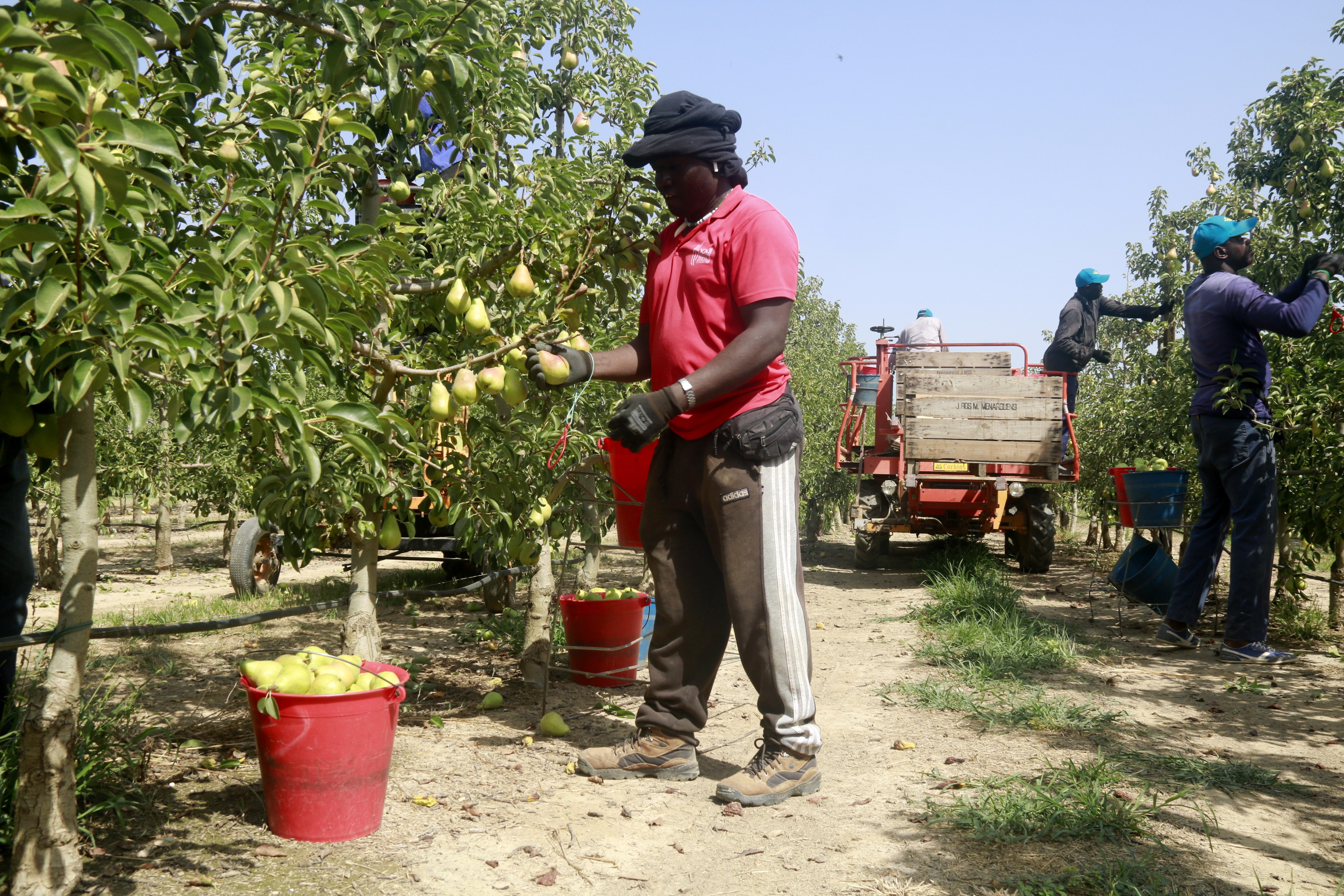 El calor y la falta de mano de obra, además de la sequía, complican la vida a los agricultores en Ponent
