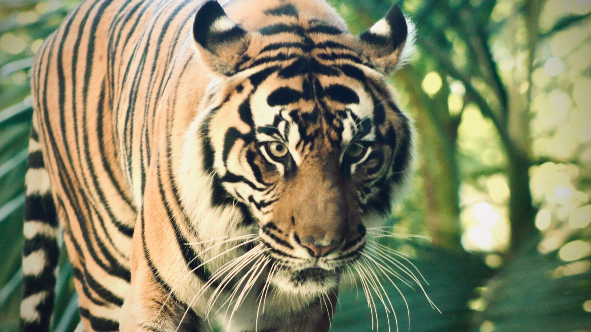 Día Mundial de los Tigres 2023: cuántos quedan y qué futuro les espera a estos hermosos felinos
