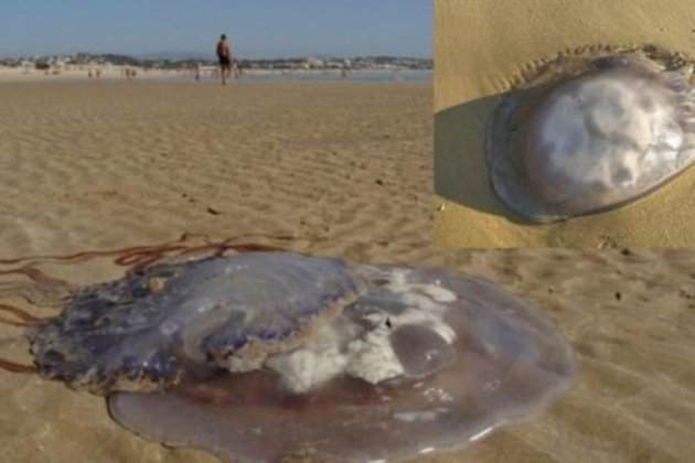 medusa rhizostoma luteum hallada recientemente en una playa de cadiz 1 1000x575