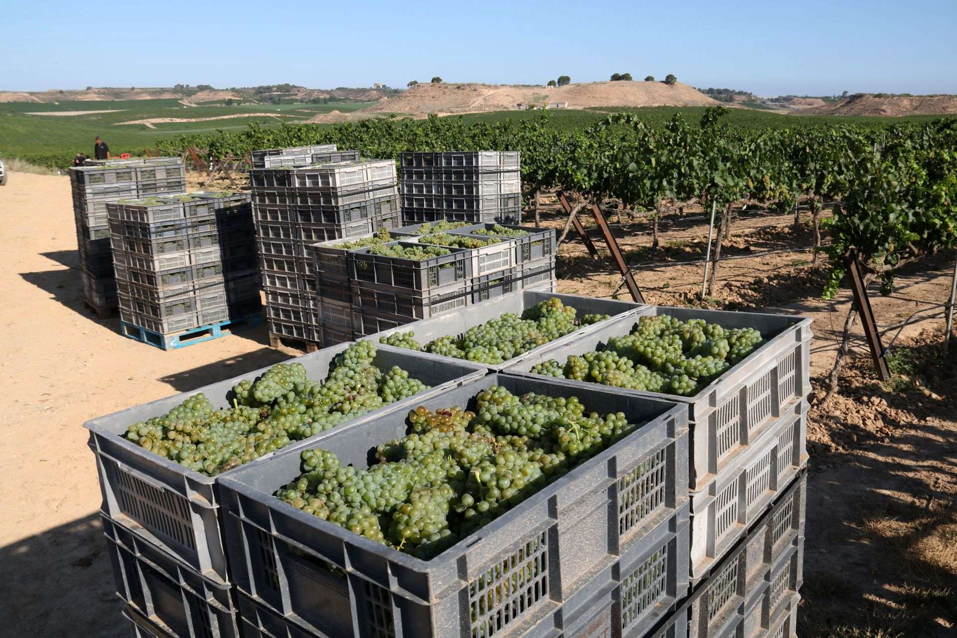 El Govern repartirà 28 milions per pal·liar la sequera en la vinya, l'horta i la fruita seca