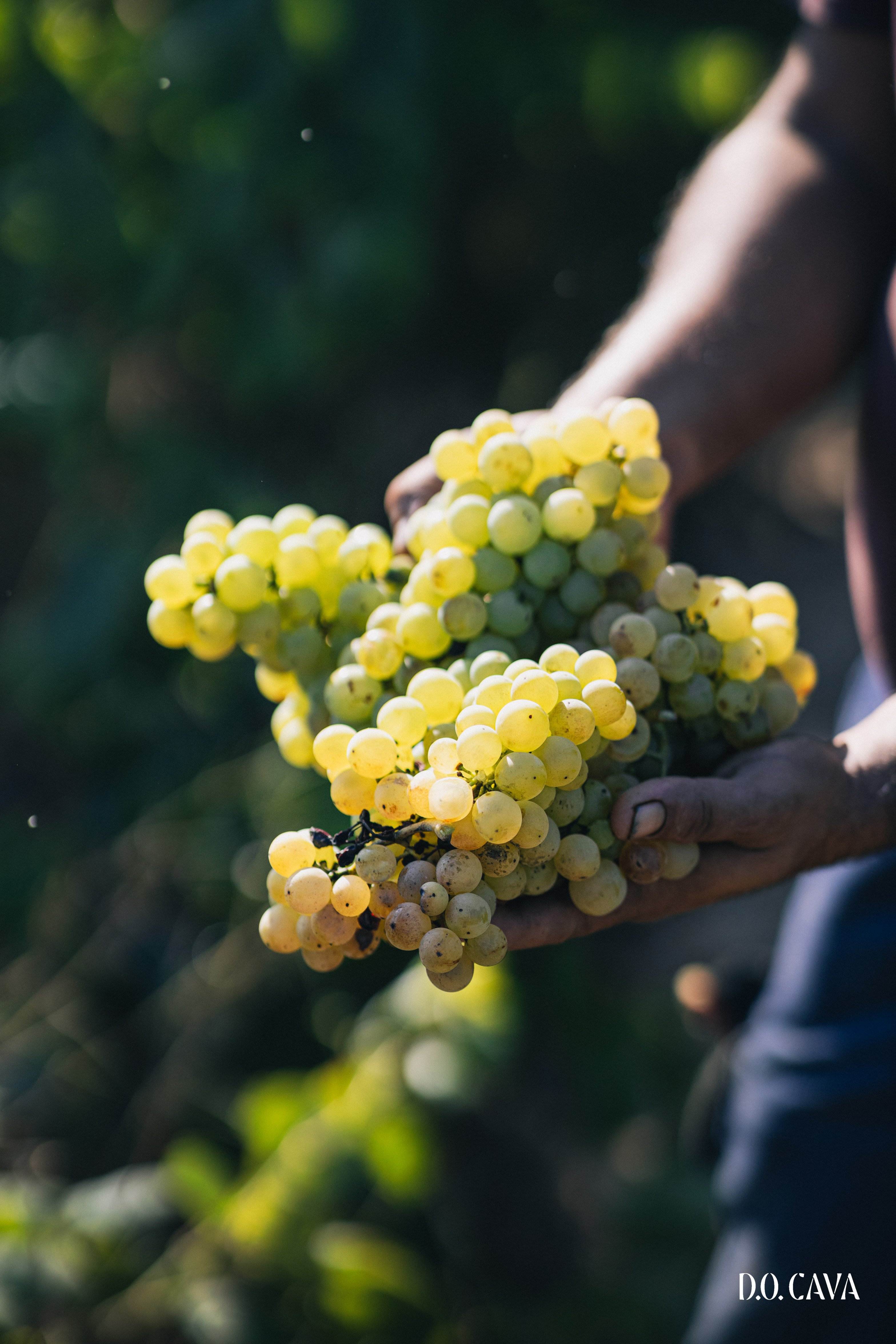 Producir un kg de uva para elaborar cava costa un 25% más que en el 2020