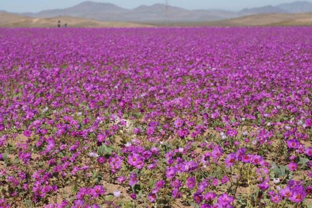 meravelles del món atacama florit