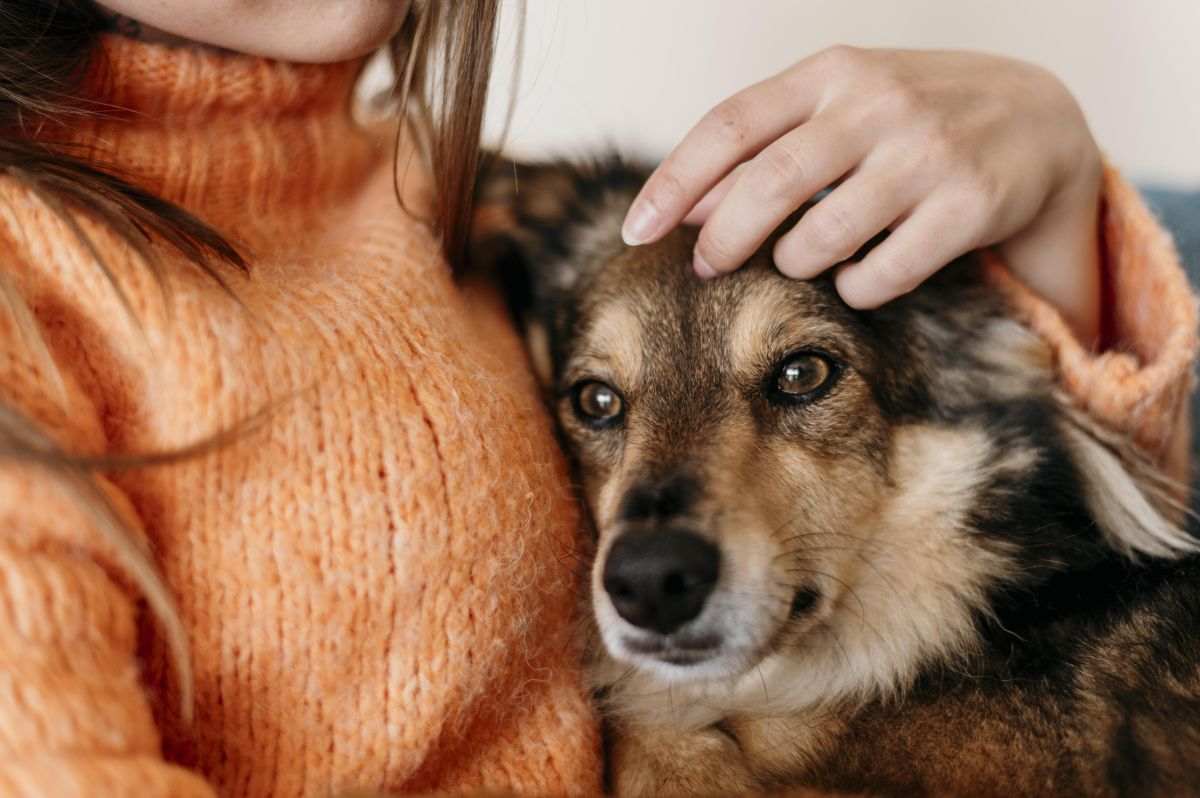 Creixen la cura de la microbiota intestinal de gossos i gats i les consultes veterinàries online