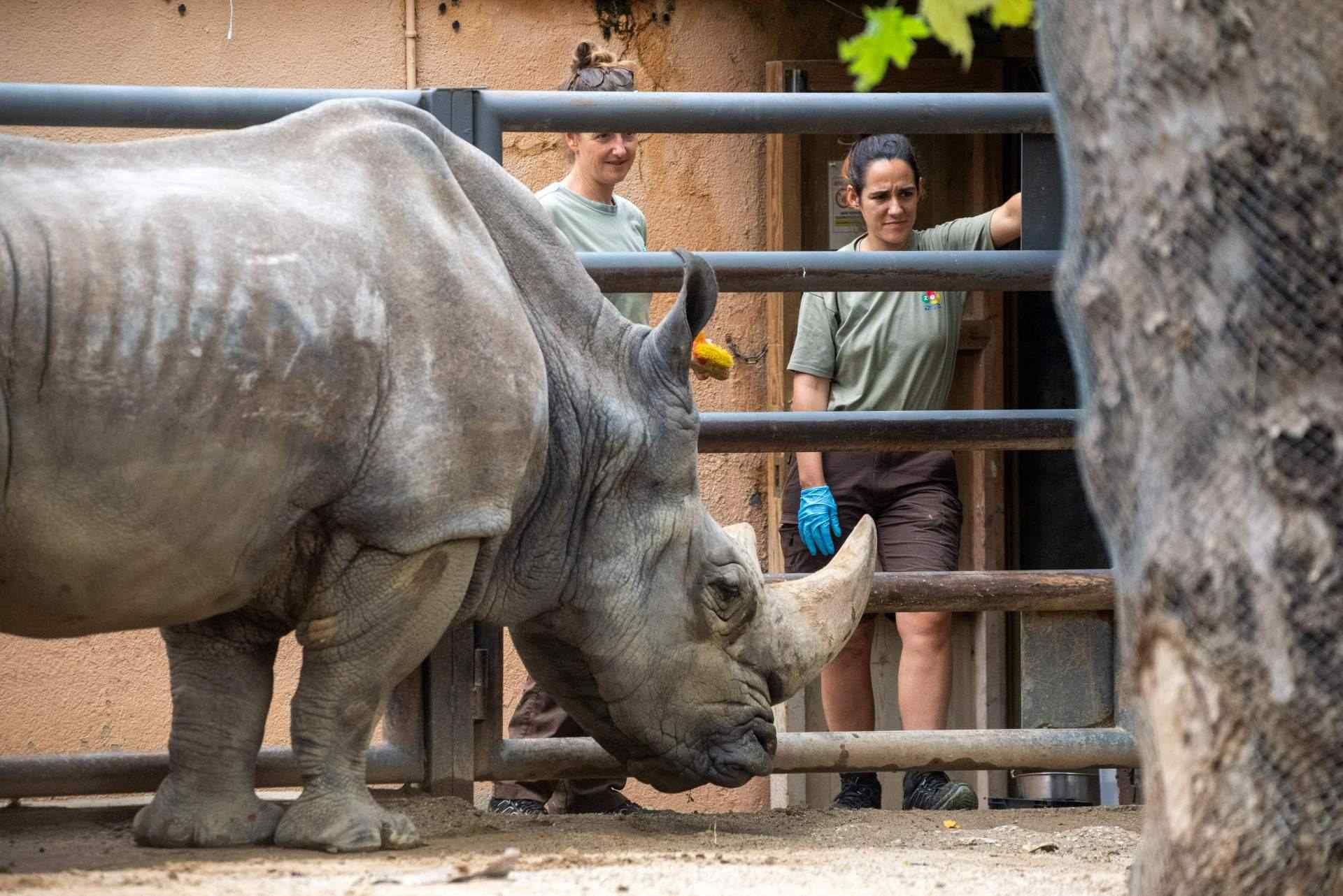 Muere el rinoceronte Pedro en el Zoo de Barcelona, el más longevo de su especie en Europa