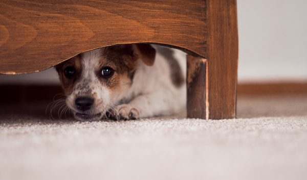 A scared dog hiding under the bed 600x353
