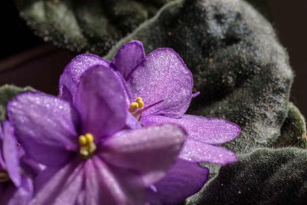 https://elements.envato.com/es/closeup-of-purple-african-violet-blossoms-7ZBGYK6 