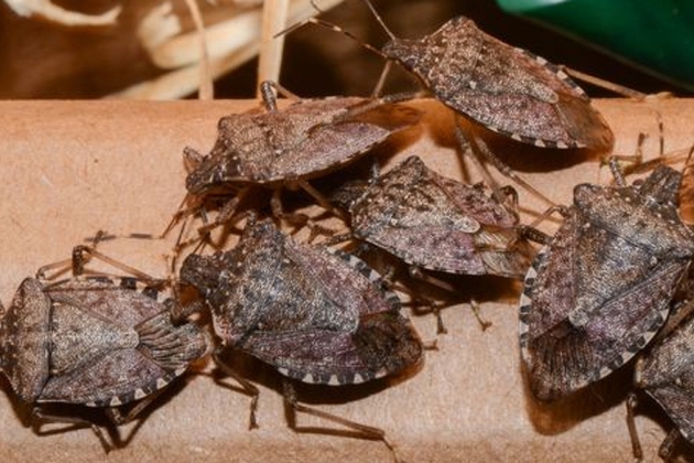 imagen de varios ejemplares de barrote veteado imagen de varios ejemplares de barrote veteado