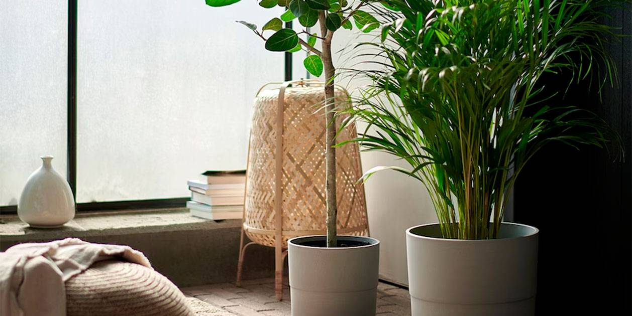 Ikea tiene una planta que ayuda a respirar mejor