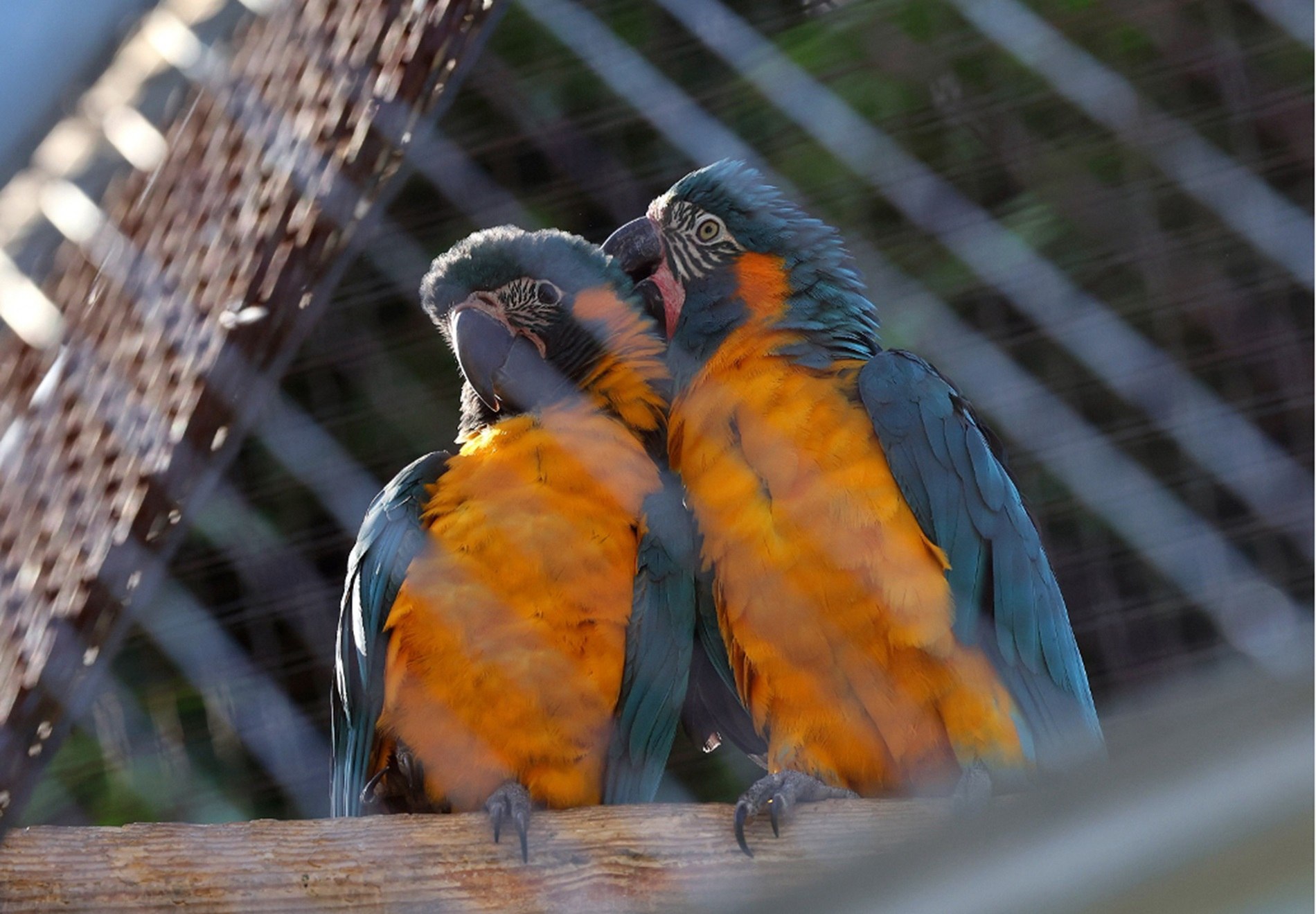 Nacen dos crías de guacamayo barba azul en el Zoo de Barcelona, una especie en peligro "crítico" de extinción