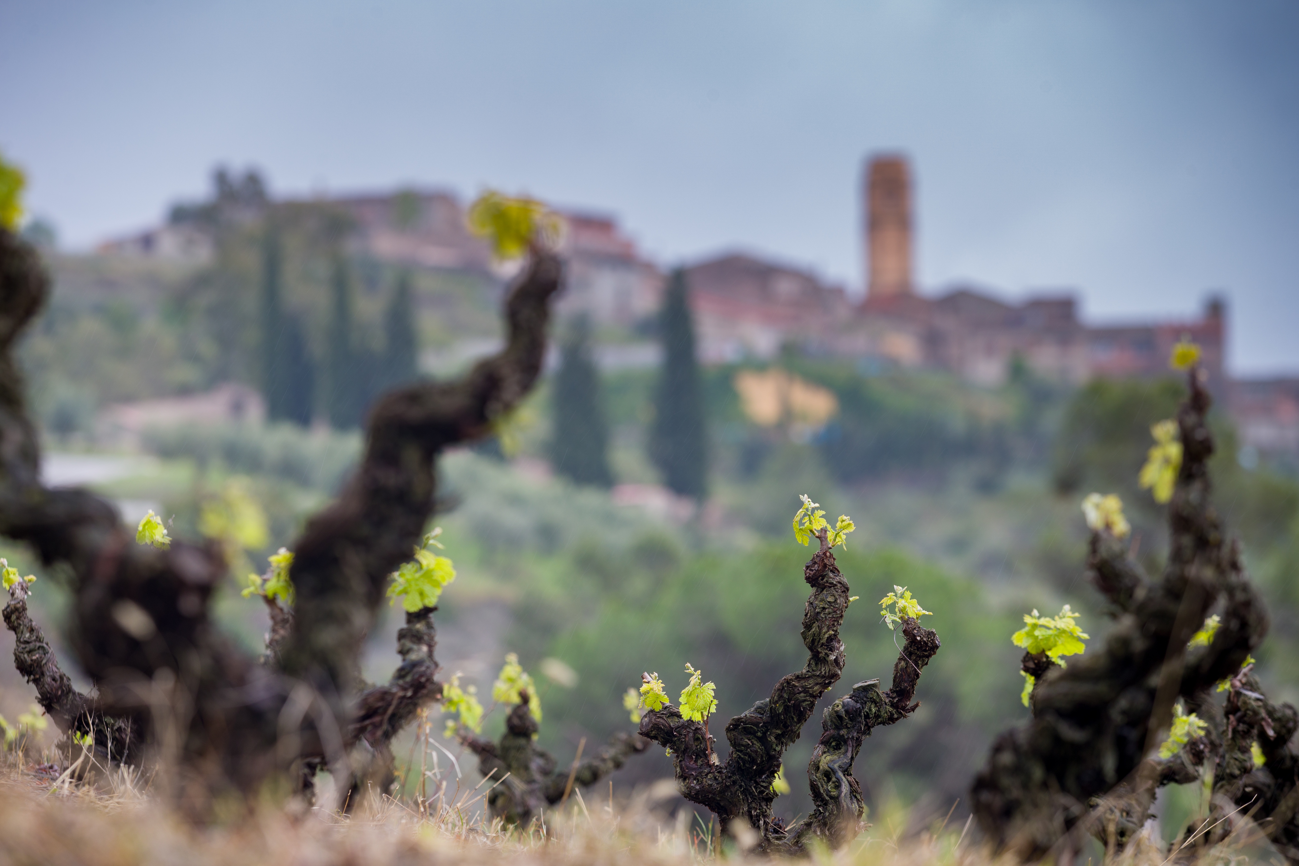 El vino DOQ Priorat, una joya única en Catalunya de tradición milenaria