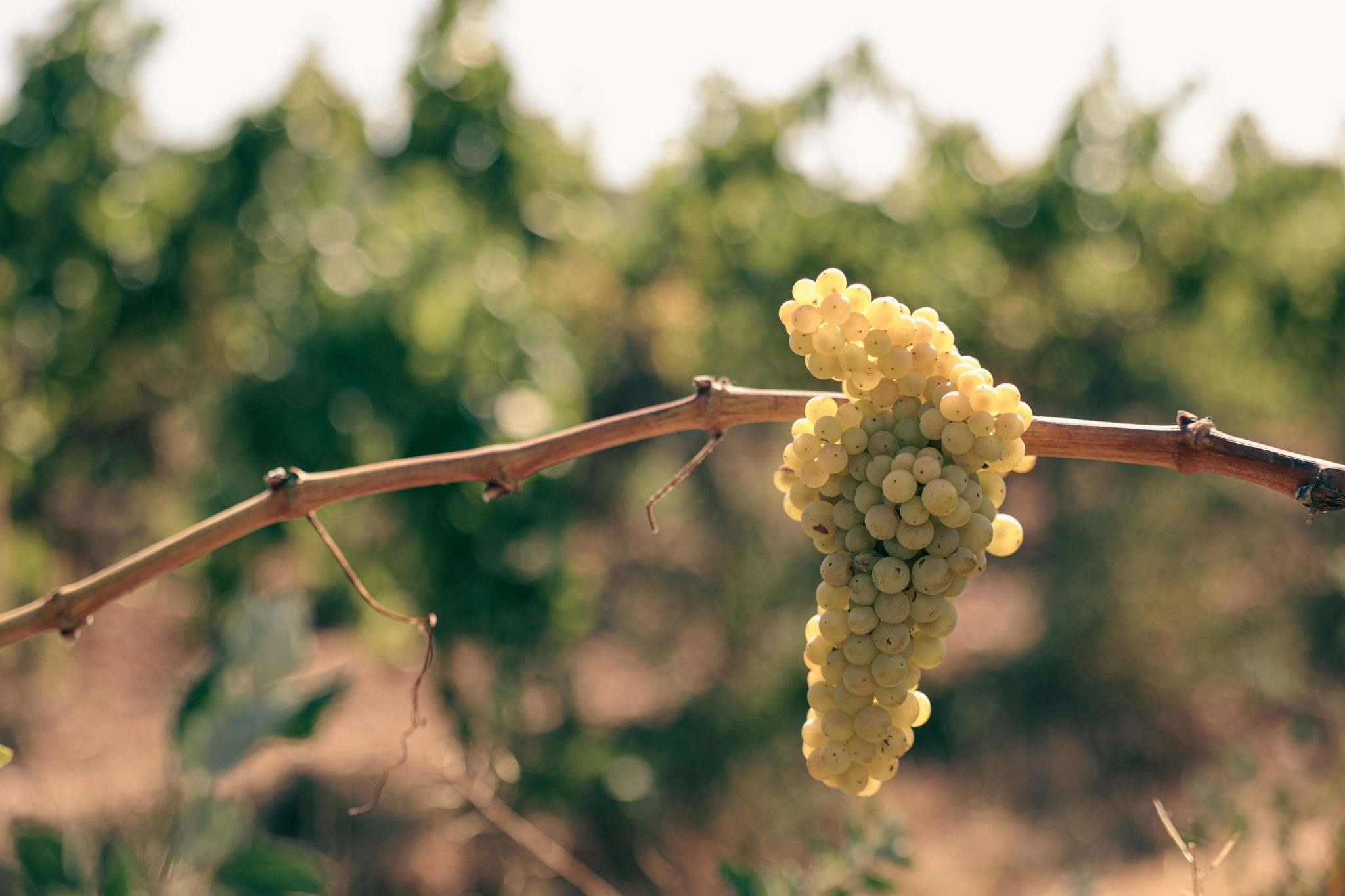 DO Penedès, la denominació d’origen amb més història i tradició vitivinícola del país