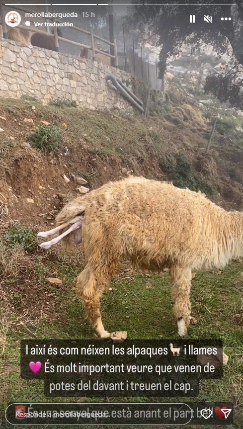 La Mari ngels de les alpaques commou embar s emocionant nom d