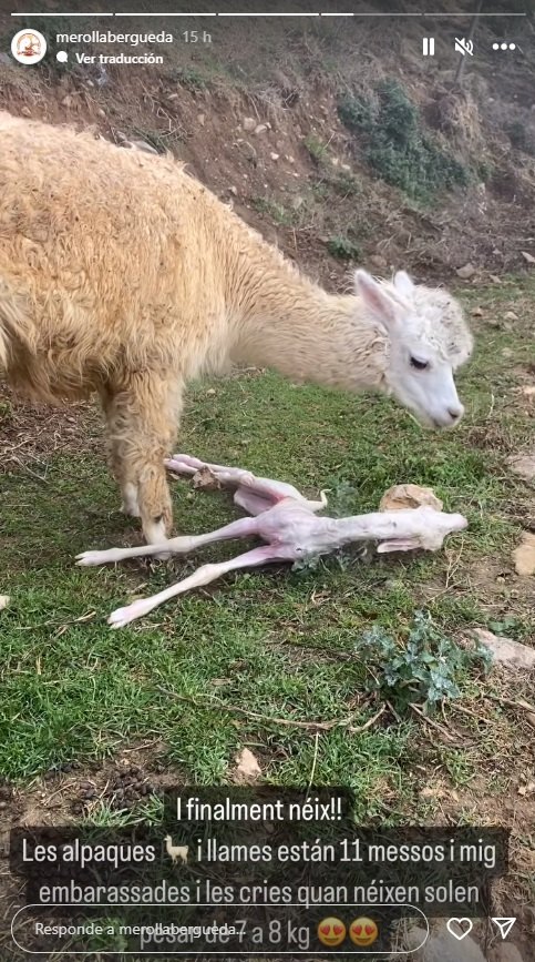 La Mari ngels de les alpaques commou embar s emocionant nom d