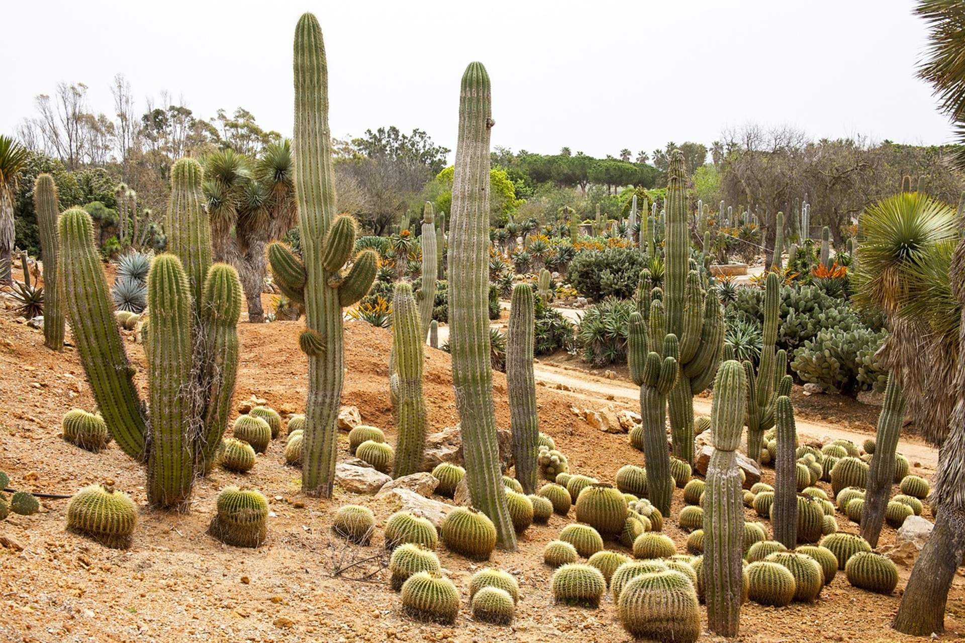 Un jardín seco / Pixabay