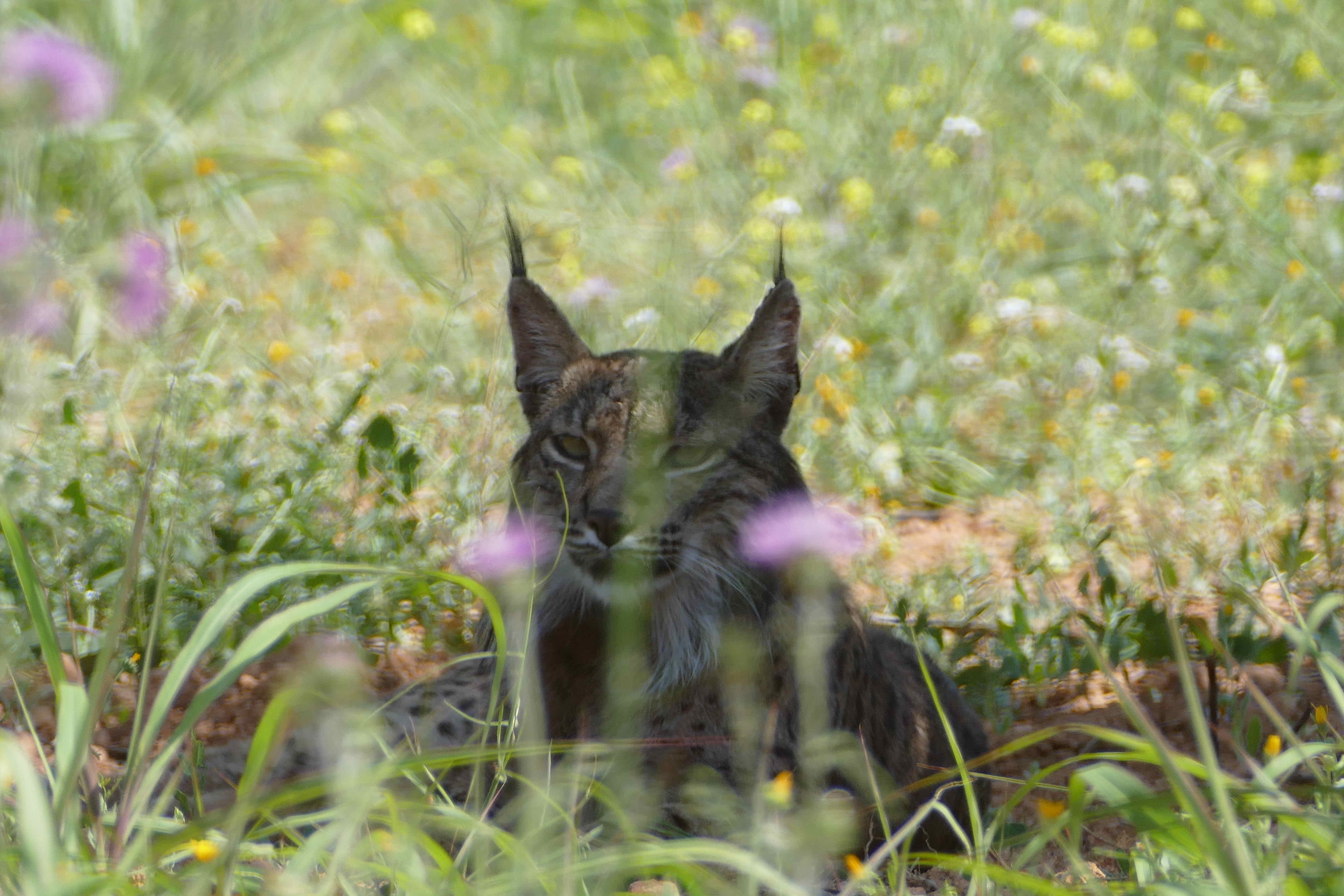 El linx ibèric tornarà a Catalunya per ajudar a reduir la plaga de conills