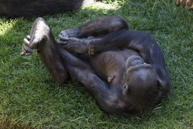 ximpanzé bioparc valencia
