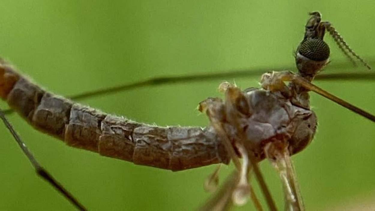 Así es la mosca grúa única en el mundo, bautizada como 'Collserola', el parque donde se descubrió