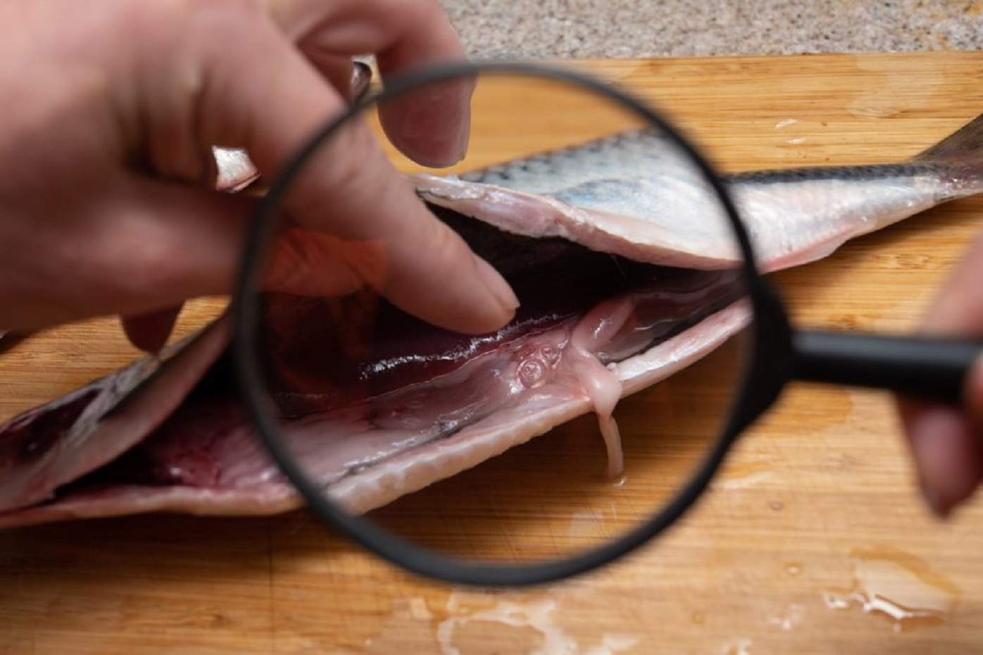 ¿Cómo detectar el anisakis en la merluza y otros pescados?