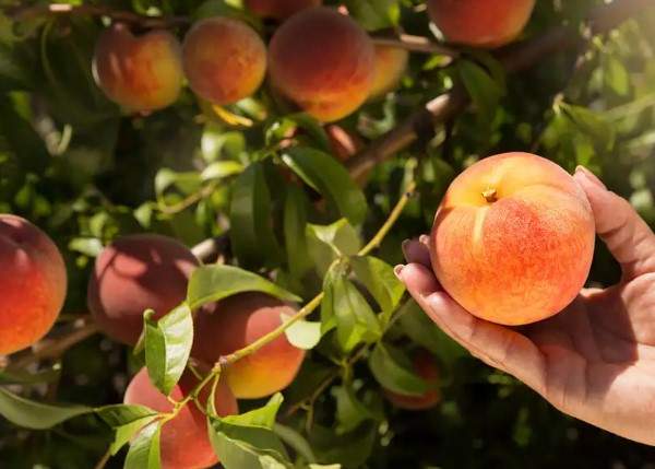 Mercadona incorpora la fruita que ajuda a perdre pes