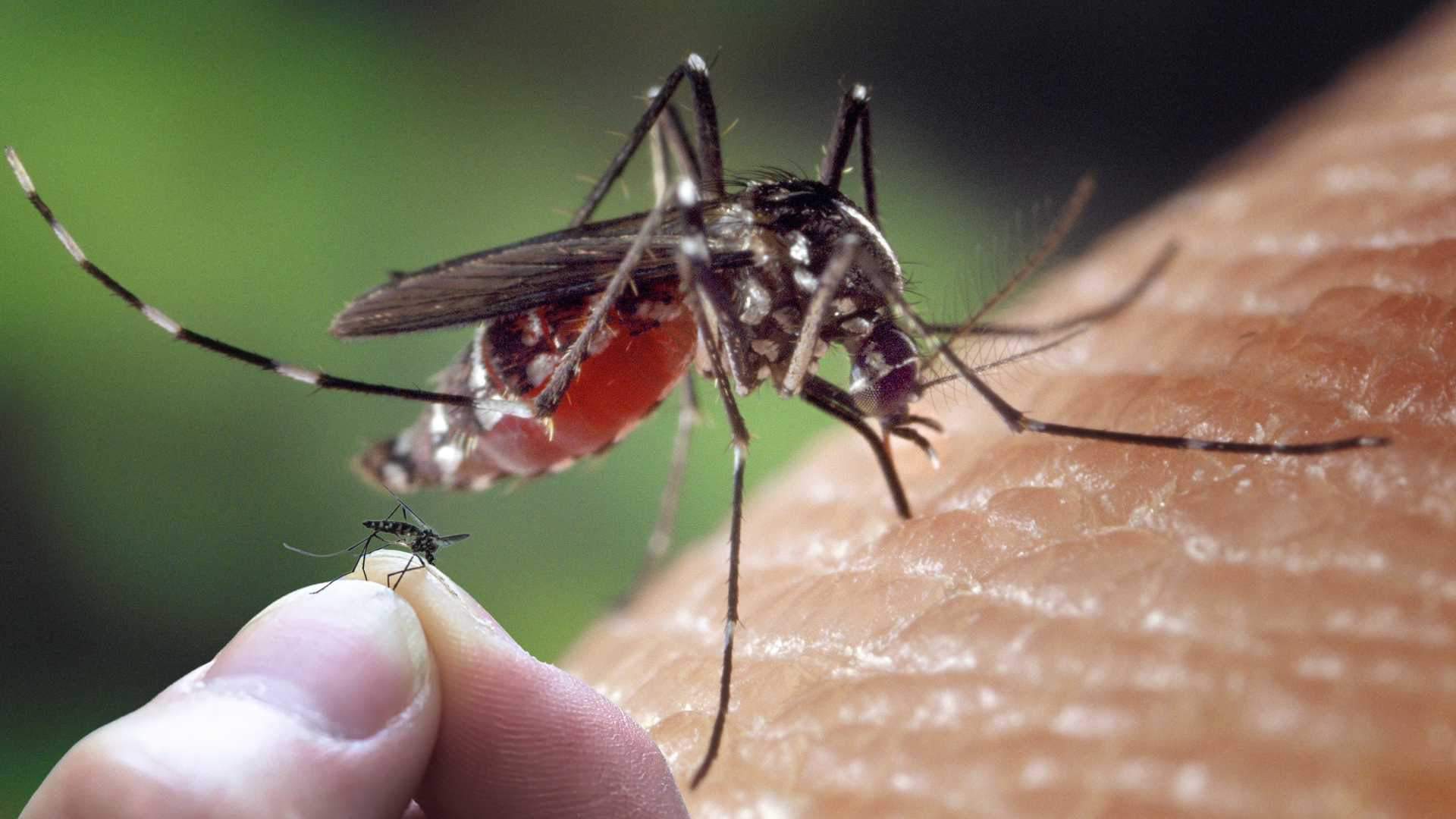 mosquits perillosos