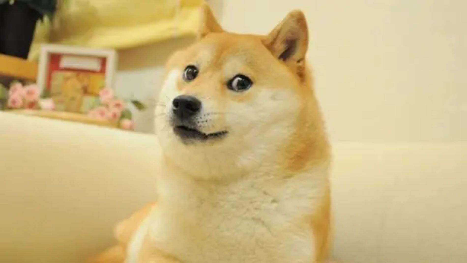 Mor Kabosu, la gossa de 18 anys rere un dels mems més icònics d'internet