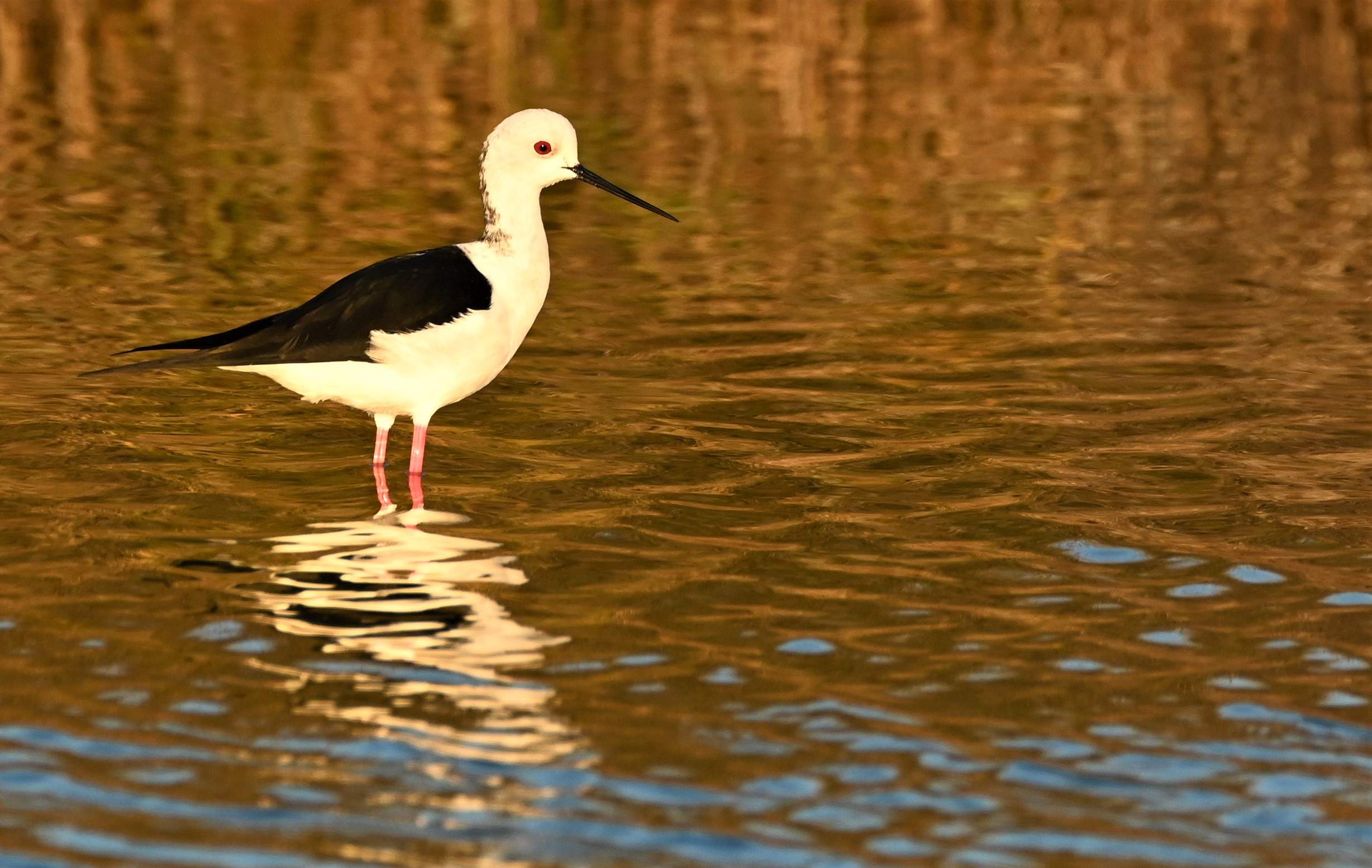 La IA permite descubrir qué especies de aves están en peligro en Doñana y cuáles han desaparecido