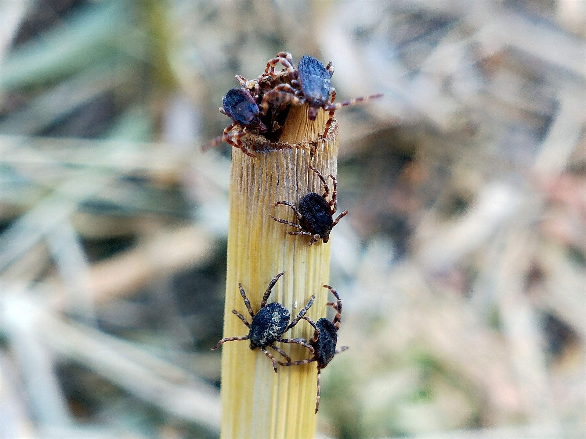 La plaga de la garrapata 'Hyalomma lusitanicum' se expande por Catalunya